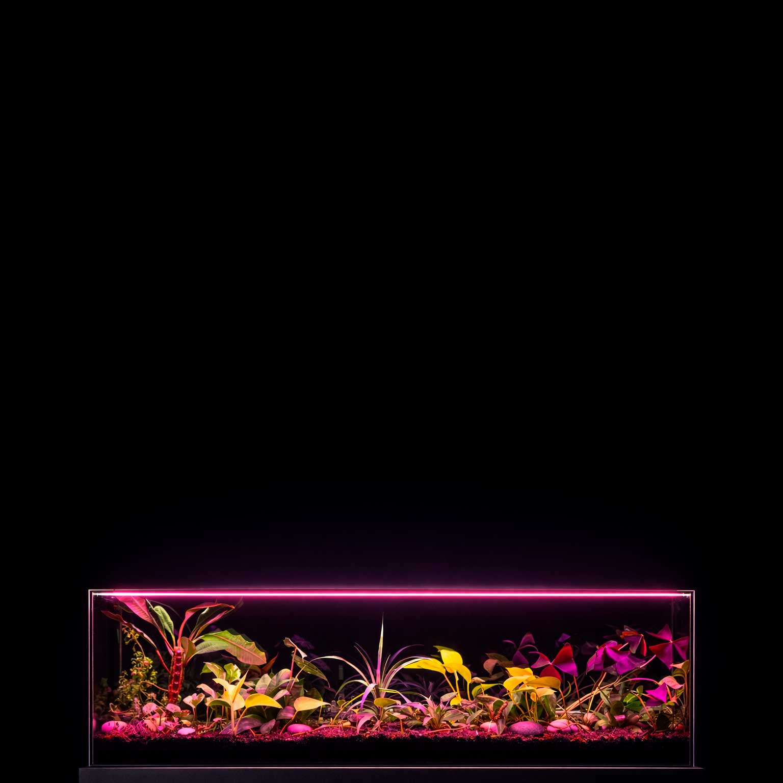 Alive Leaves florarium